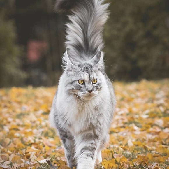 Meet your Posher, Taylor - Picture 1 of 1